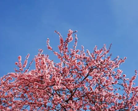 Spring in Spain, nice tree, a cherry tree with pink flowers Stock Photos