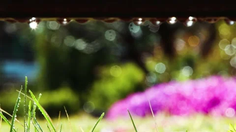 Spring sparkling sunlight and fresh water drops falling on the blades of grass Stock Footage 170114714