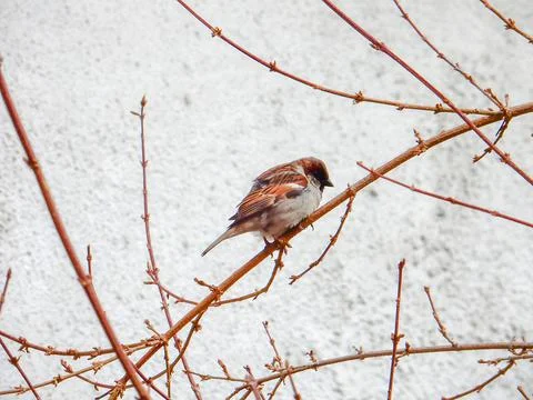 Spring sparrow on the background of a white wall and bush branches Stock Photos