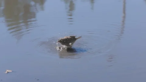 Spring sparrow bathed in a puddle Stock Footage 95535226
