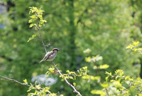 Spring. Sparrow sitting on a tree branch Stock Photos