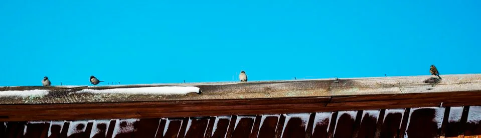 Spring, sparrows bask on the eaves. Stock Photos