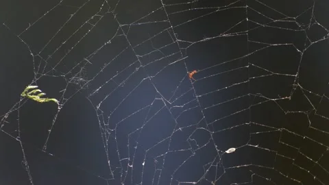 Spring Spider Web in Citadel Park in Berlin Spandau, Germany 스톡 동영상 137757427