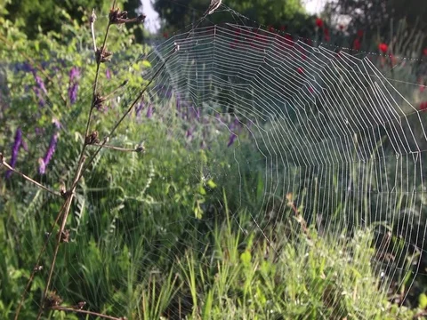 Spring, Spider Web, moving camera Stock Footage 84278379
