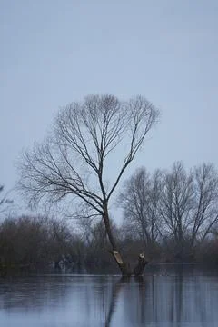 Spring spillage of rivers flooded trees in the lowlands. Stock Photos
