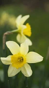 Spring splendor - elegant vertical composition of daffodils Stock Photos