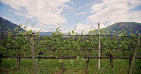 Spring Splendor: Grapevines Thriving at a Winery in the Dolomite Alps Vidéo 280072558