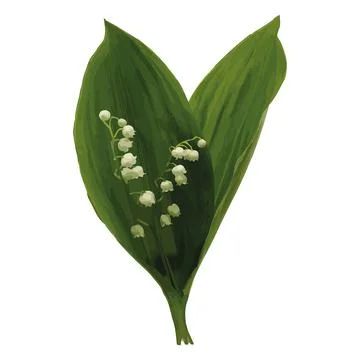 Spring sprig of lily of the valley. Small white flowers and green leaves. image Stock Illustration