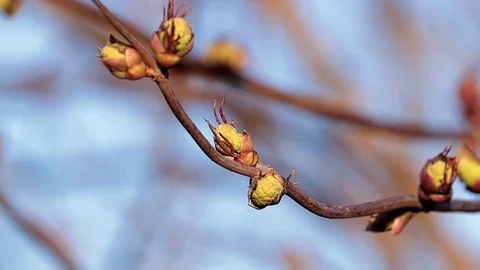 Spring sprig of shrub with small kidneys. Stock Footage 127498861