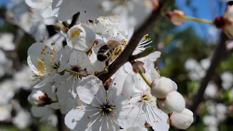 Spring... Spring. A bee pollinates flowers Stock-Footage 194158865