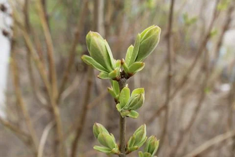 Spring spring buds on a branch. Budding close-up. Spring foliage. Early life Stock Photos