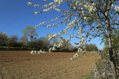 Spring. Spring landscape with flowering fruit trees. Foto stock