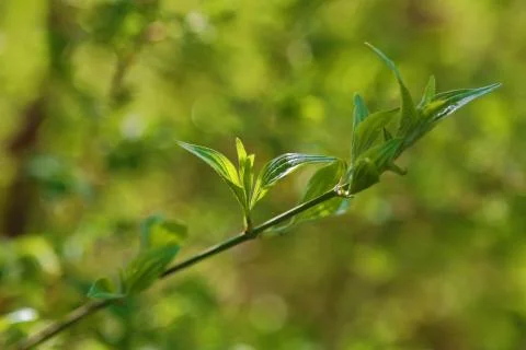 The spring sprout lit with the sun. Stock Photos