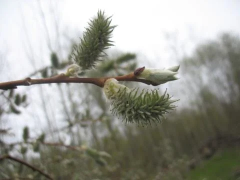 Spring sprout on a tree branch Stock Photos