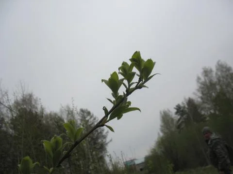 Spring sprout on a tree branch Stock Photos