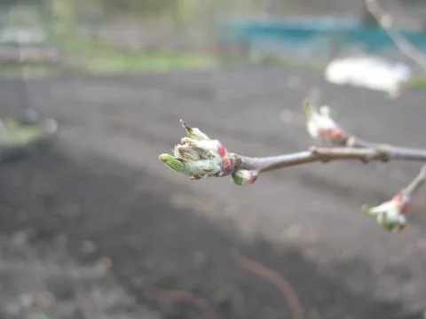 Spring sprout on a tree branch Stock Photos