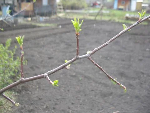 Spring sprout on a tree branch Stock Photos