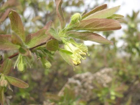 Spring sprout on a tree branch Stock Photos