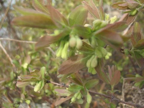 Spring sprout on a tree branch Stock Photos