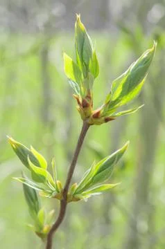 Spring sprouting branch with blooming buds and new fresh leaves Stockfoto's