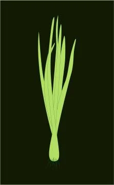 Spring Sprouting onion isolated on black background. Lined vector illustration Stock Illustration