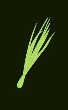 Spring Sprouting onion isolated on black background. Lined vector illustration Stock Illustration