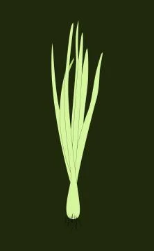 Spring Sprouting onion isolated on dark background. Lined vector illustration Stock Illustration