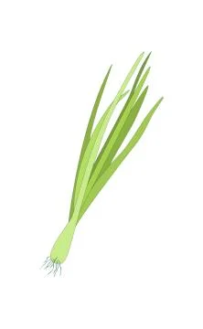 Spring Sprouting onion isolated on the white background. Lined vector Illustrazione stock