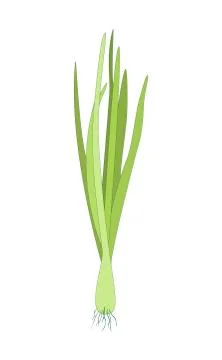 Spring Sprouting onion isolated on white background. Lined vector illustration Illustrazione stock