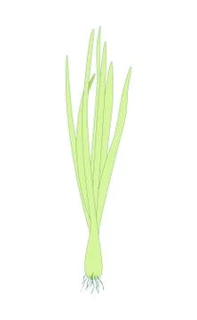 Spring Sprouting onion isolated on white background. Lined vector illustration Stock Illustration