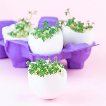 Spring sprouts, garden cress in eggshell, purple paper egg holder, on a pink Foto stock