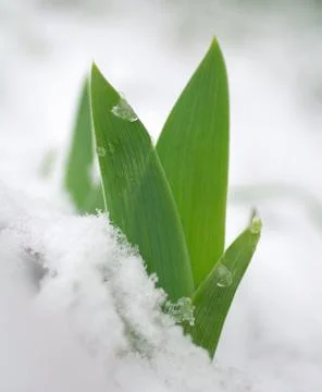 Spring sprouts growing through the snow Stock Photos