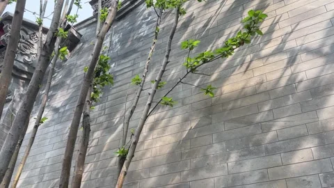 Spring Sprouts Tree Shadow on Carved Brick Wall 動画素材 332259885