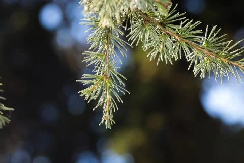 Spring spruce branch close up view bacfground - Image Stock Photos
