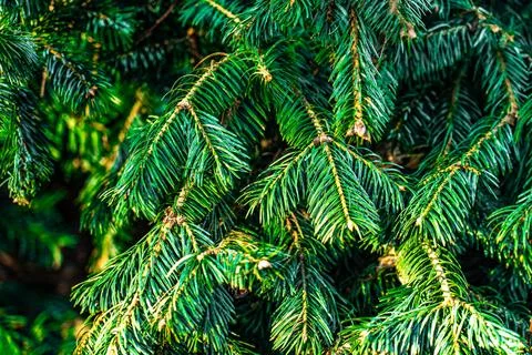 Spring spruce branch close up view bacfground - Image Stock Photos