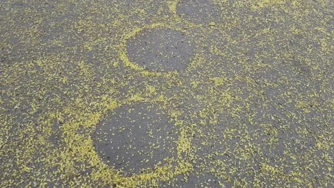 Spring in the square of Tibet Stock Footage 166721614