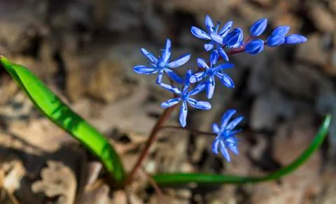 Spring squill flower Stock Photos
