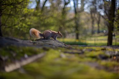 Spring Squirrel Stock Photos