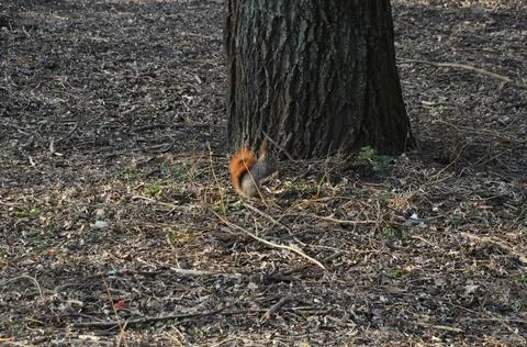 Spring squirrel Stock Photos