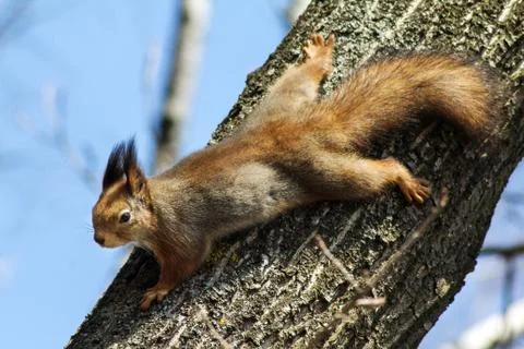 Spring squirrel sitting on the tree against the blue sky Stock Photos
