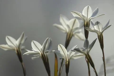 Spring Starflower Group on Background Stock Photos