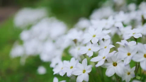 Spring starflowers are swaying in the wind Stock Footage 331625014