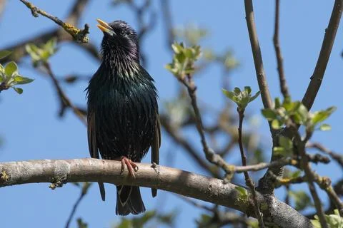 Spring starling on a tree branch Stock Photos