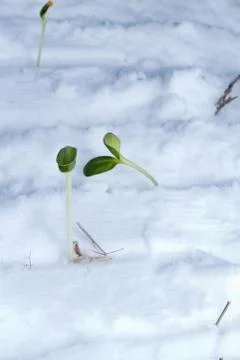 Spring start Foto stock