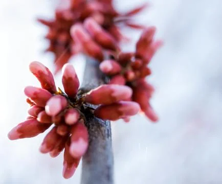 Spring Starting Stock Photos