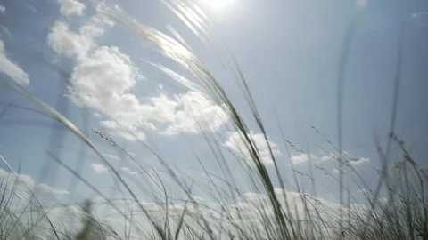 Spring steppe grass sways in the wind against the sky Vídeos de archivo 245919075