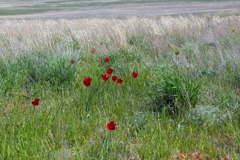 Spring steppe landscape, bright wild tulips and the first green grass Stock Photos