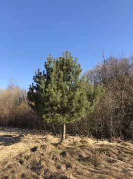 Spring steppe. Pine tree and dry grass on blue sky background. Stock Photos
