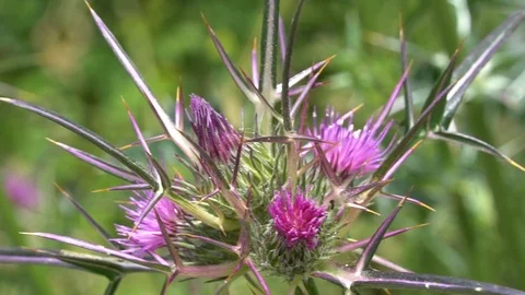 The spring strange  flower in Cyprus Stock Footage 112366946