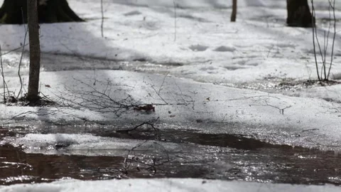 Spring stream among the snow. Stock Footage 271302968